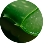 Aloe Vera Bio