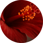 Extrait d’hibiscus